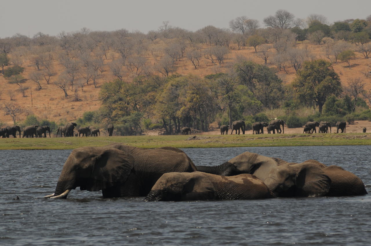 Ngoma Safari Lodge Kavimba ภายนอก รูปภาพ