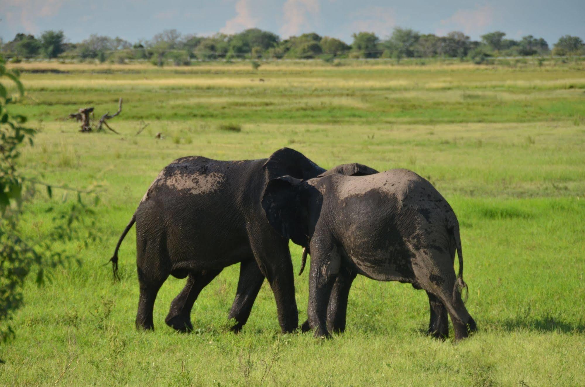 Ngoma Safari Lodge Kavimba ภายนอก รูปภาพ