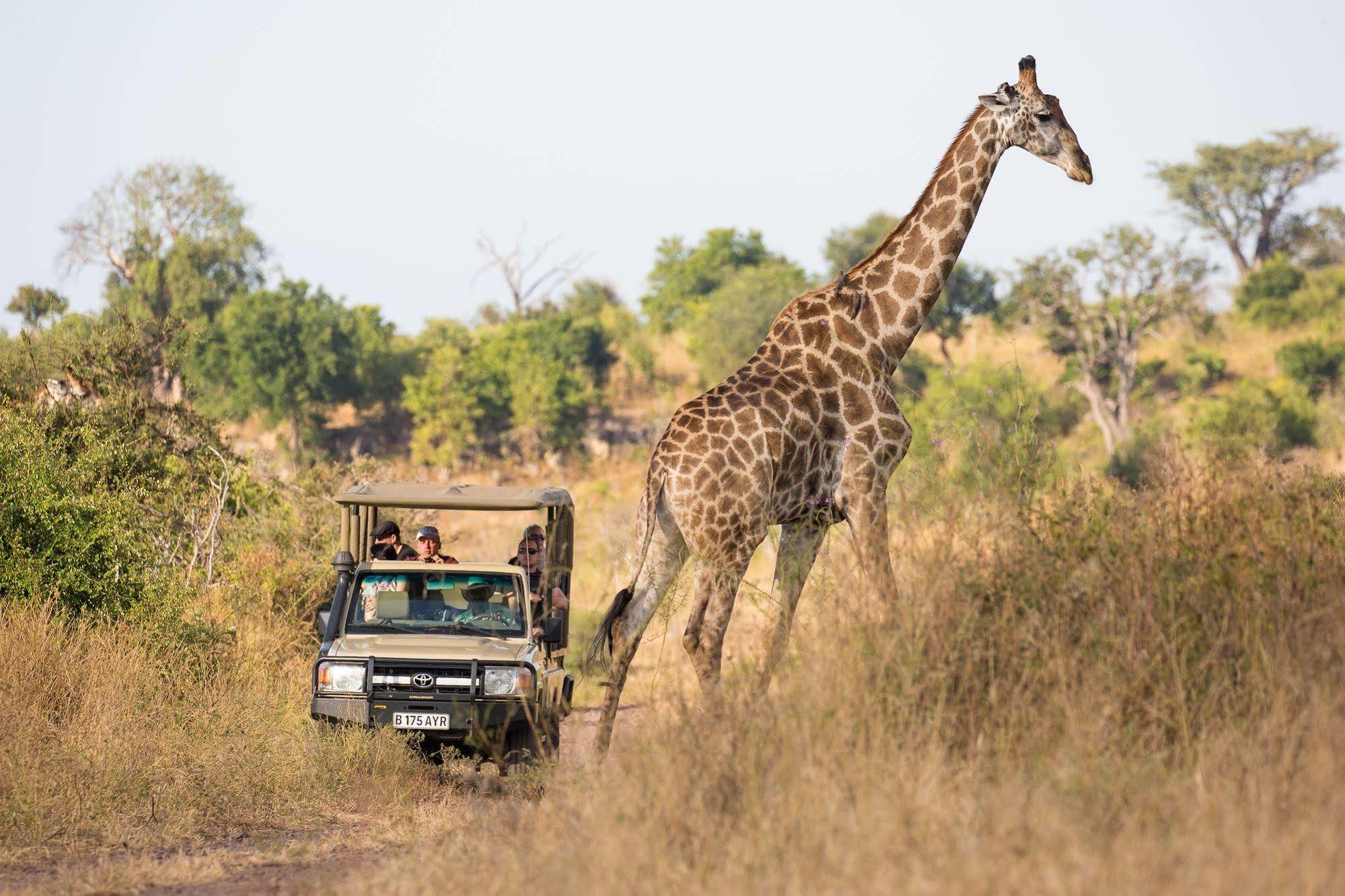 Ngoma Safari Lodge Kavimba ภายนอก รูปภาพ